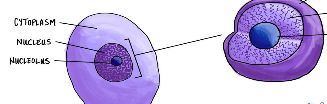 <p>What are those dark purple strands near the nucleolus?</p>