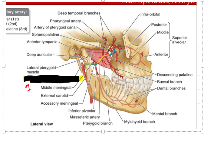 <p>Name the structure</p>