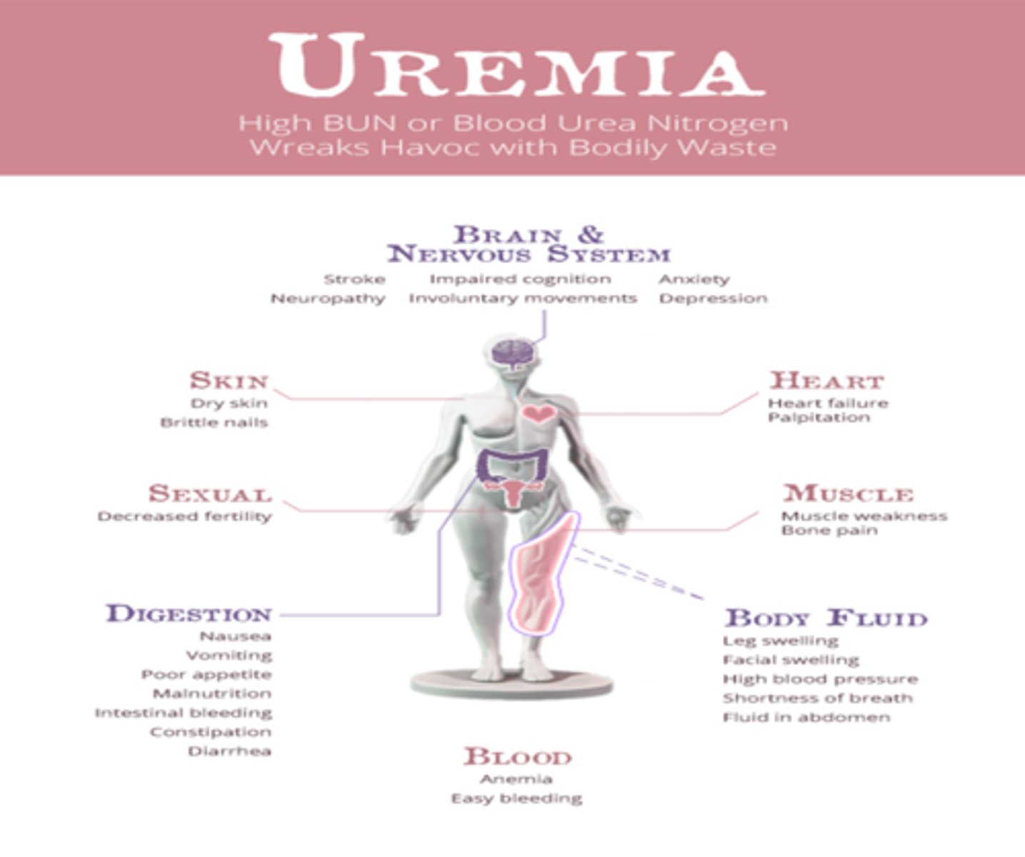 <p>urine (urea Nitrogen) in the blood (refers to the presence of azotemia and a wide range of signs and symptoms associated with chronic kidney disease, including polyuria (excessive urination) polydipsia (excessive thirst), vomiting and weight loss; associated with renal failure) also called uremic syndrome)</p>