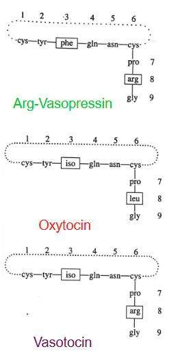 <p>The presence of both VP and OT in higher vertebrates instead of only one nonapeptide hormone is likely due to a gene duplication event early in vertebrate evolution.</p>