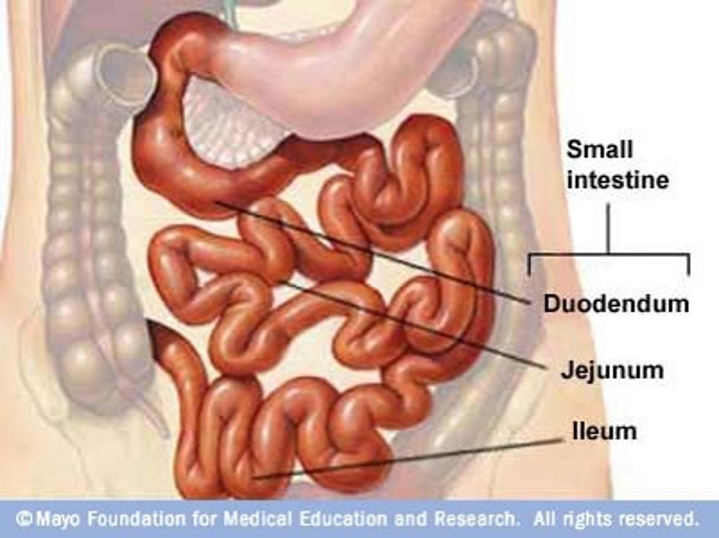 <p>Ileum</p>