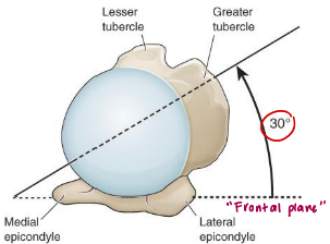 <ul><li><p>~1/2 sphere shape</p></li><li><p><span style="color: red;"><strong>30° retroverted</strong></span></p></li><li><p><span style="color: red;">Angle of inclination <strong>130-150°</strong></span></p></li><li><p><span style="color: red;"><strong>25-50% in contact with the glenoid </strong></span></p></li><li><p><span style="color: red;"><strong>Inferior surface</strong> of HH is in contact with the glenoid at rest</span></p></li></ul><p></p>