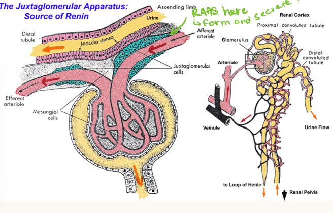 <p>Juxtaglomerular cells form and store _______</p>