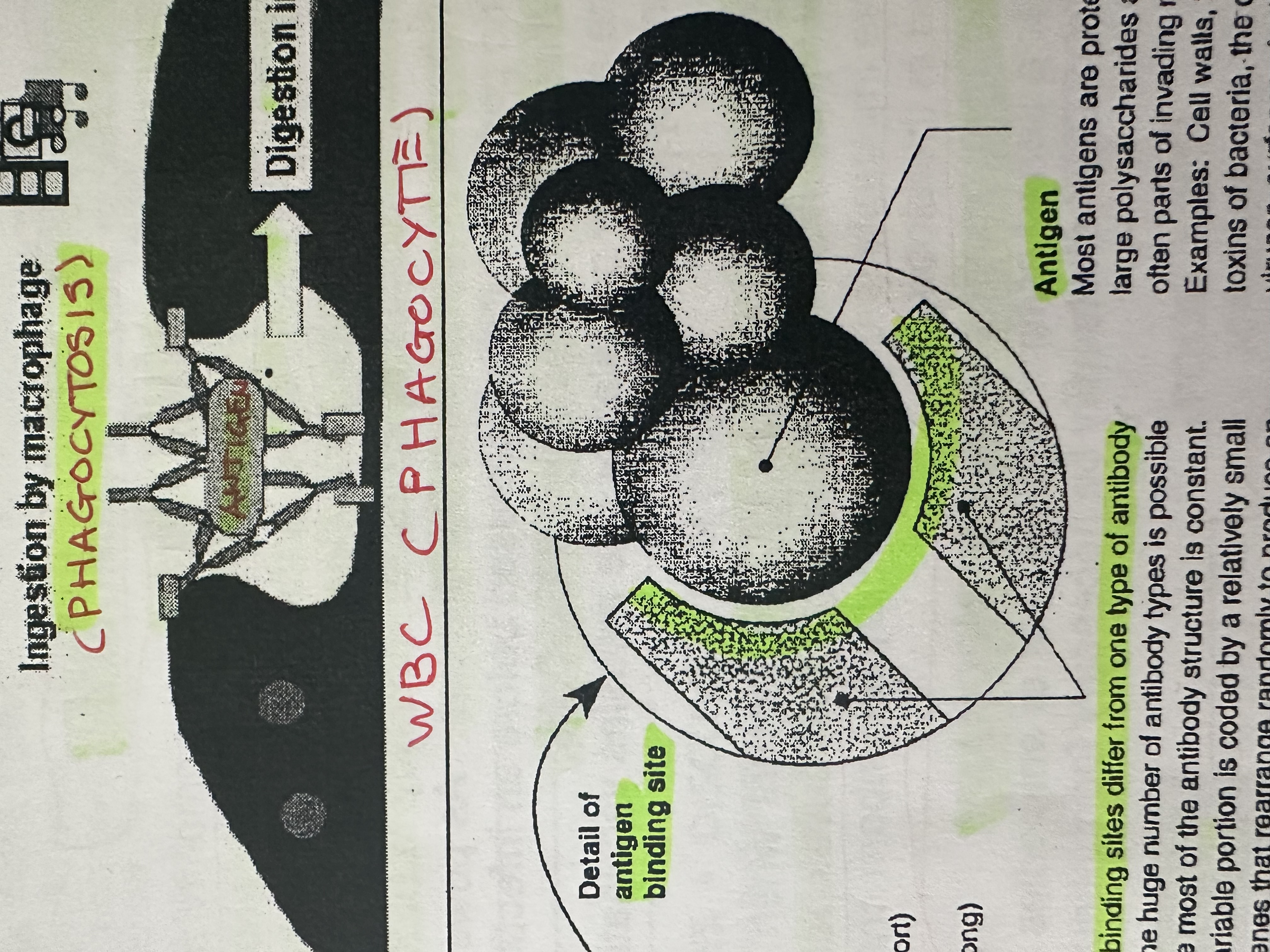 <p>Differ from one type of antibody to another, can bind to <strong>two</strong> antigens.</p>