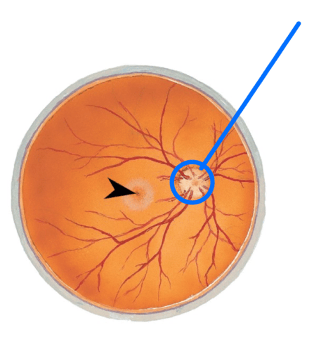 <p>What is the circled structure?</p>