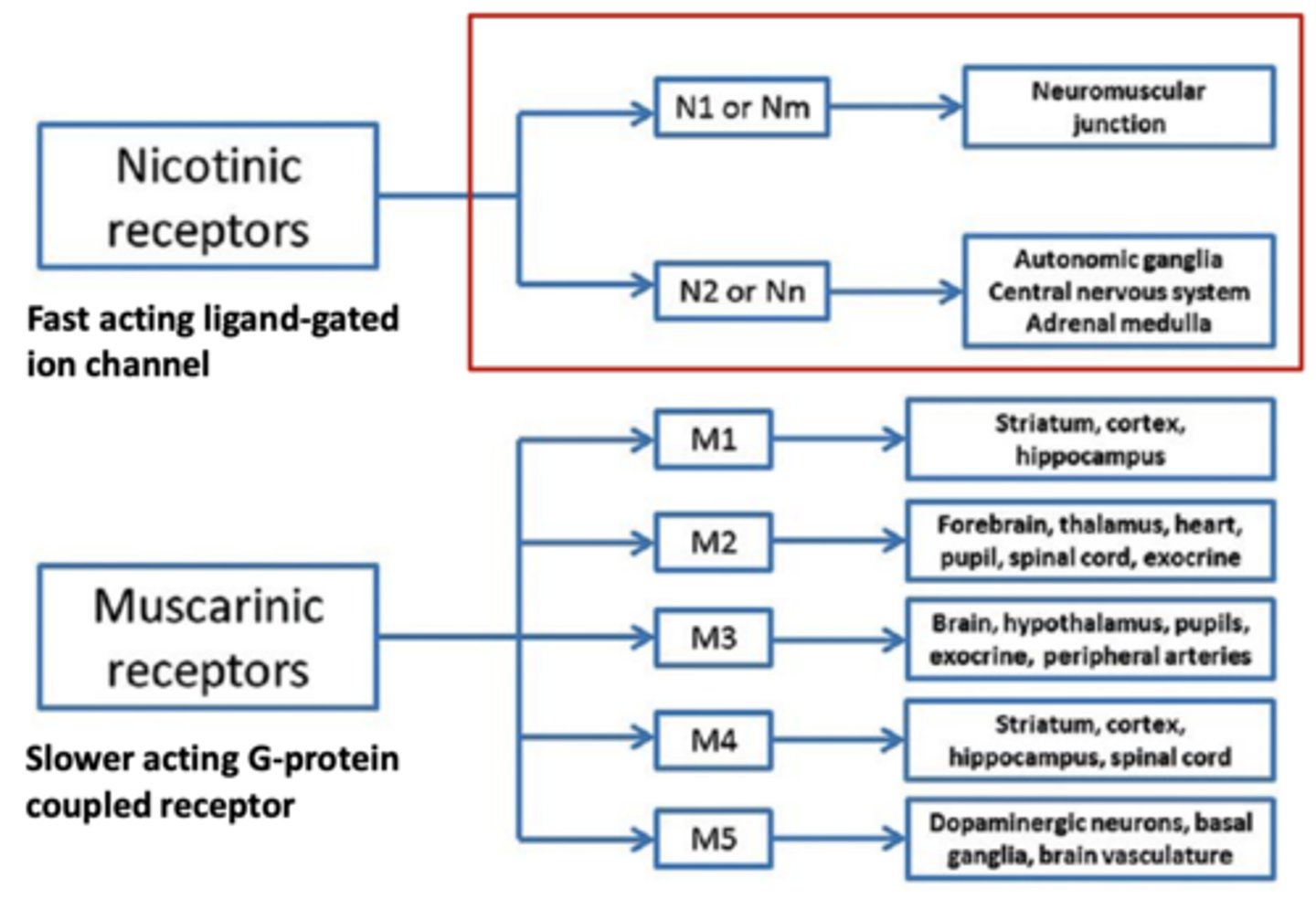 <p>- Nicotinic receptors</p><p>- Muscarinic receptors</p>
