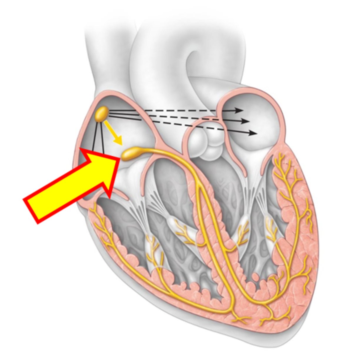 <p>Name the structure.</p>