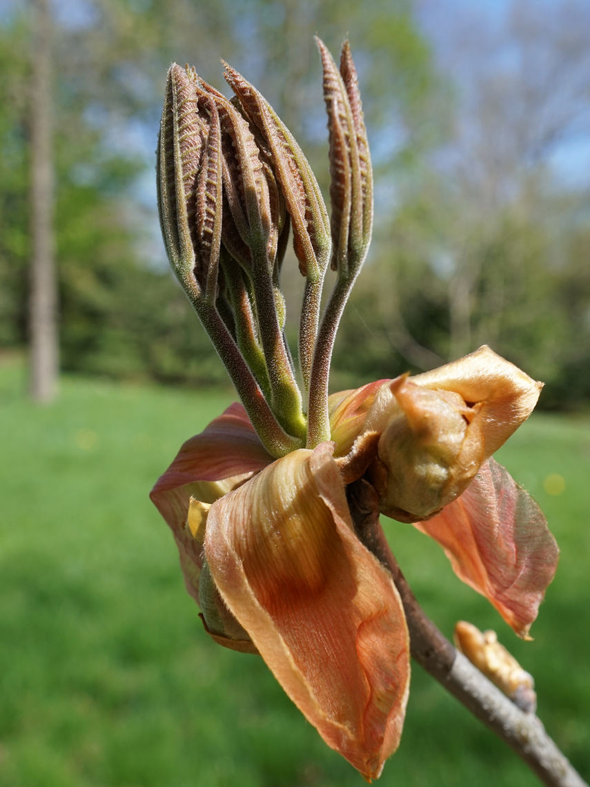 <p>Name this tree (scientific + common name)</p>