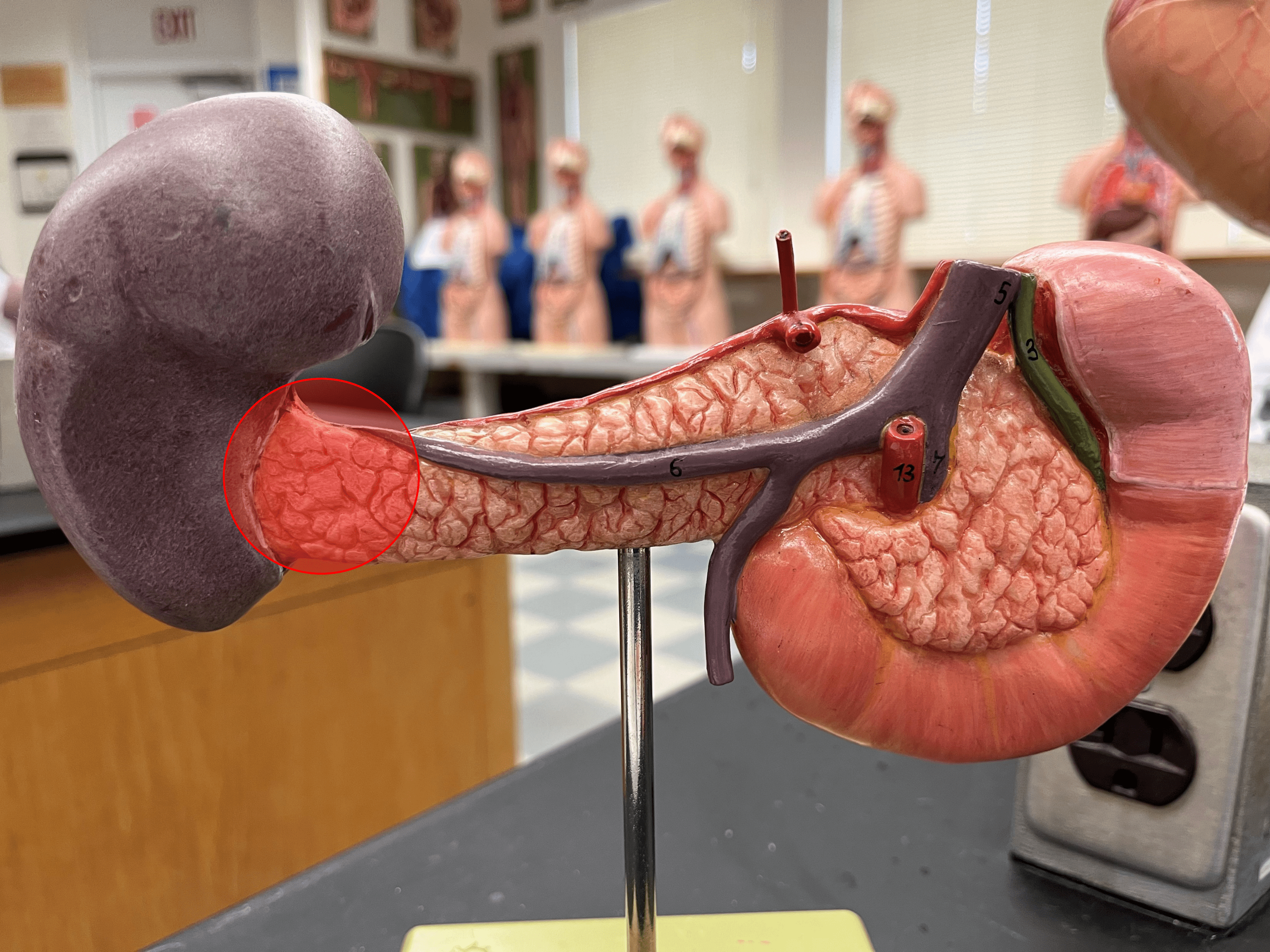 • A region of the pancreas.

• The narrow portion of the pancreas behind the body of the stomach.