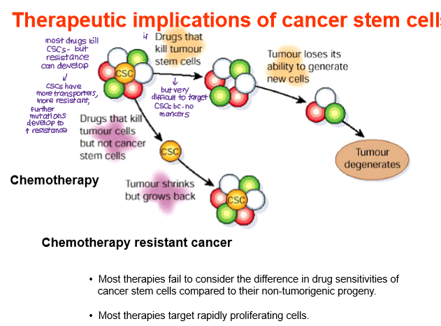 <p><strong>Chemotherapy resistance</strong></p><p>CSCs often have high drug efflux pump expression and resistance to apoptosis, develop mutations that increase resistance to drugs.</p><p>Most drugs will kill normal cancer cells but spare CSCs, which can self-renew and regenerate the tumor.</p>