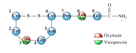 <ul><li><p>Oxytocin → synthesized in the pituitary gland → nonapeptide (has 9 amino acid residues&nbsp;</p></li><li><p>Vasopressin → same characteristics as oxytocin&nbsp;</p></li><li><p>Has the same general structure except on where the oxytocin and vasopressin are located on the 3 and atom </p></li></ul><p></p>