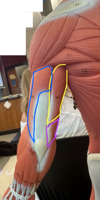 <p>What muscles are the yellow, blue, and purple lines indicating? What action does this muscle perform?</p><p>What is the origin and insertion of this muscle?</p>