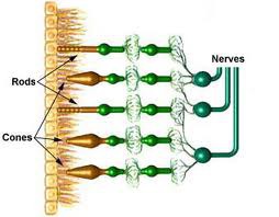 Photoreceptor cells- cones
