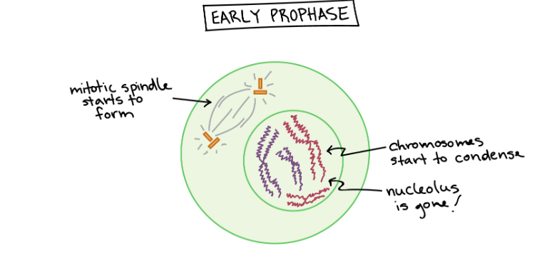 <p>Prophase</p>