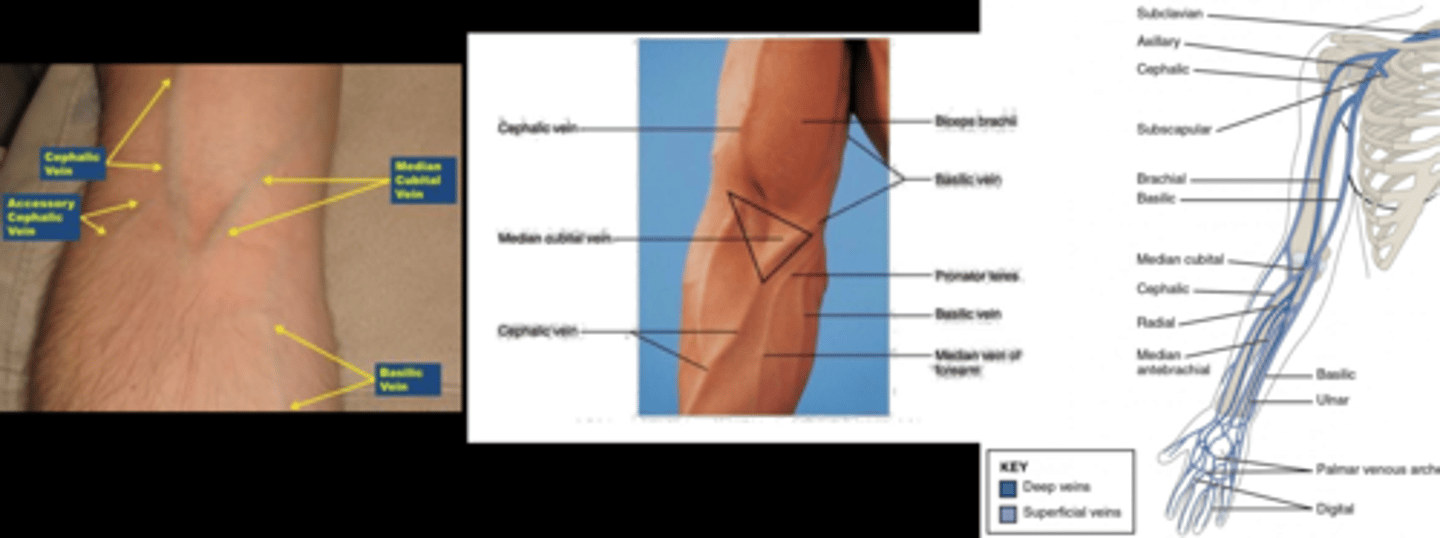 <p>clenching</p><p>warm compress</p><p>downward gravity</p><p>= brings blood into arm veins</p>