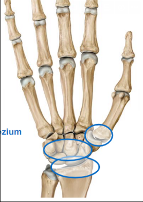 <ul><li><p>Radiocarpal (radius and carpal)</p></li><li><p>Intercarpal, carpometacarpal, and intermetacarpal</p></li><li><p>1st carpometacarpal joint between trapezium and thumb metacarpal</p></li></ul>
