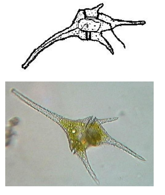 <p>dinoflagellates (phylum dinoflagellata)</p>