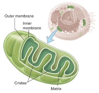 <ul><li><p>It supplies energy.</p></li><li><p>It converts organic compounds into ATP.</p></li><li><p>Cells that do a lot of work contains lots of mitochondria.</p></li></ul><p></p>