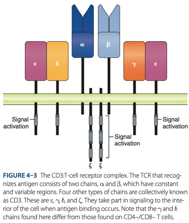 <p>CD3 / TCR Complex </p>