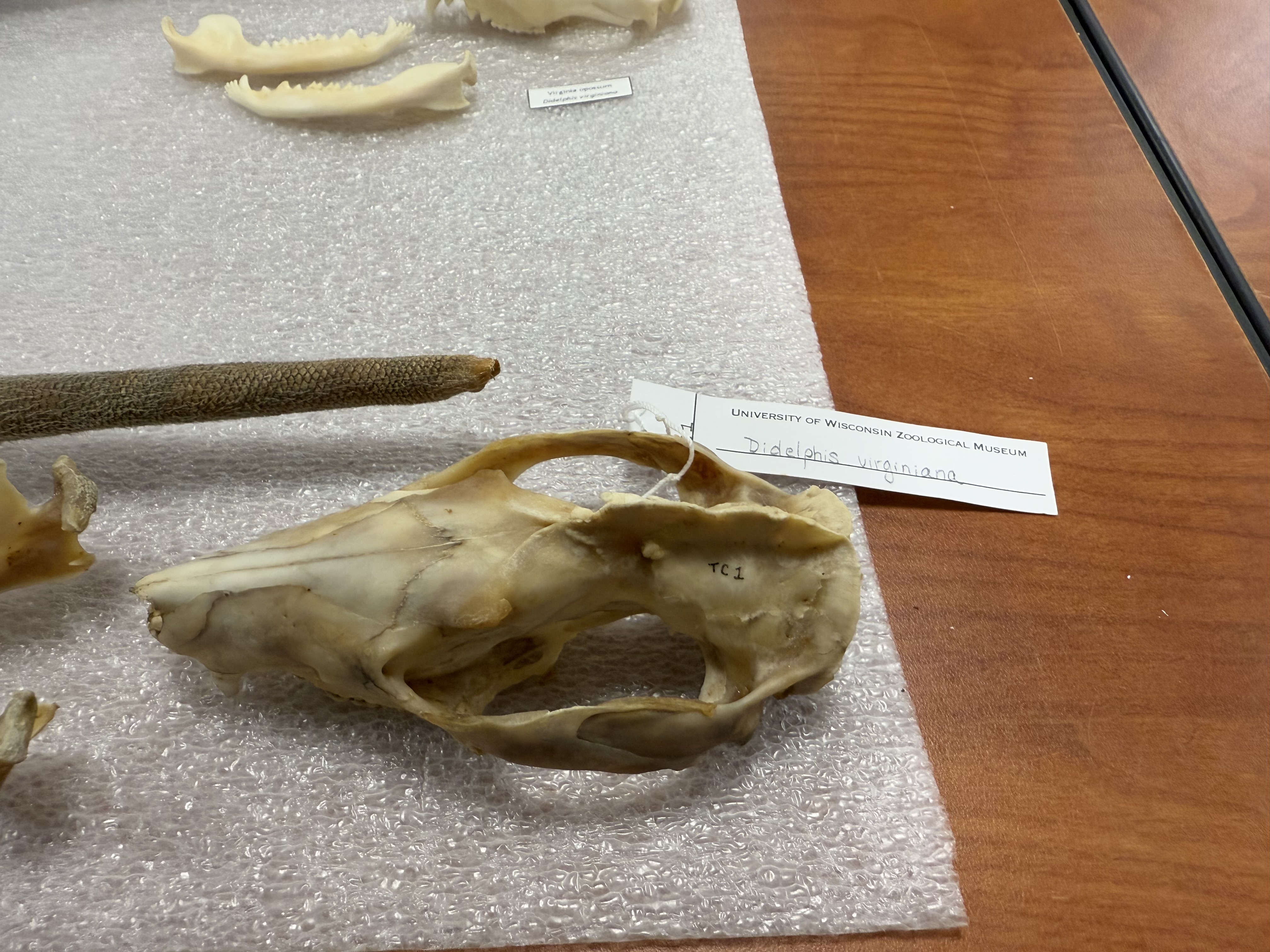<p><span>Didelphis virginiana</span></p>