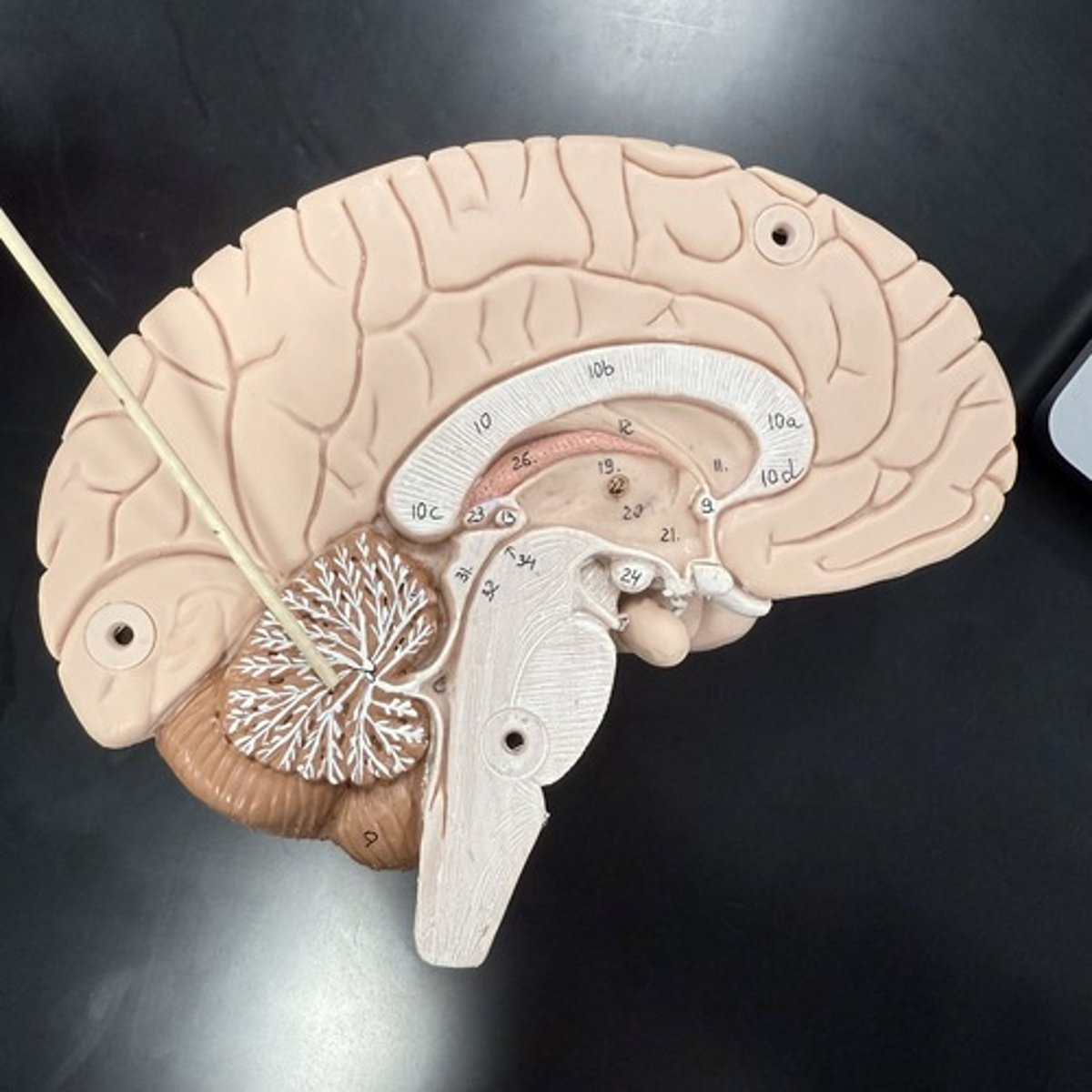 <p>What is this structure?</p>