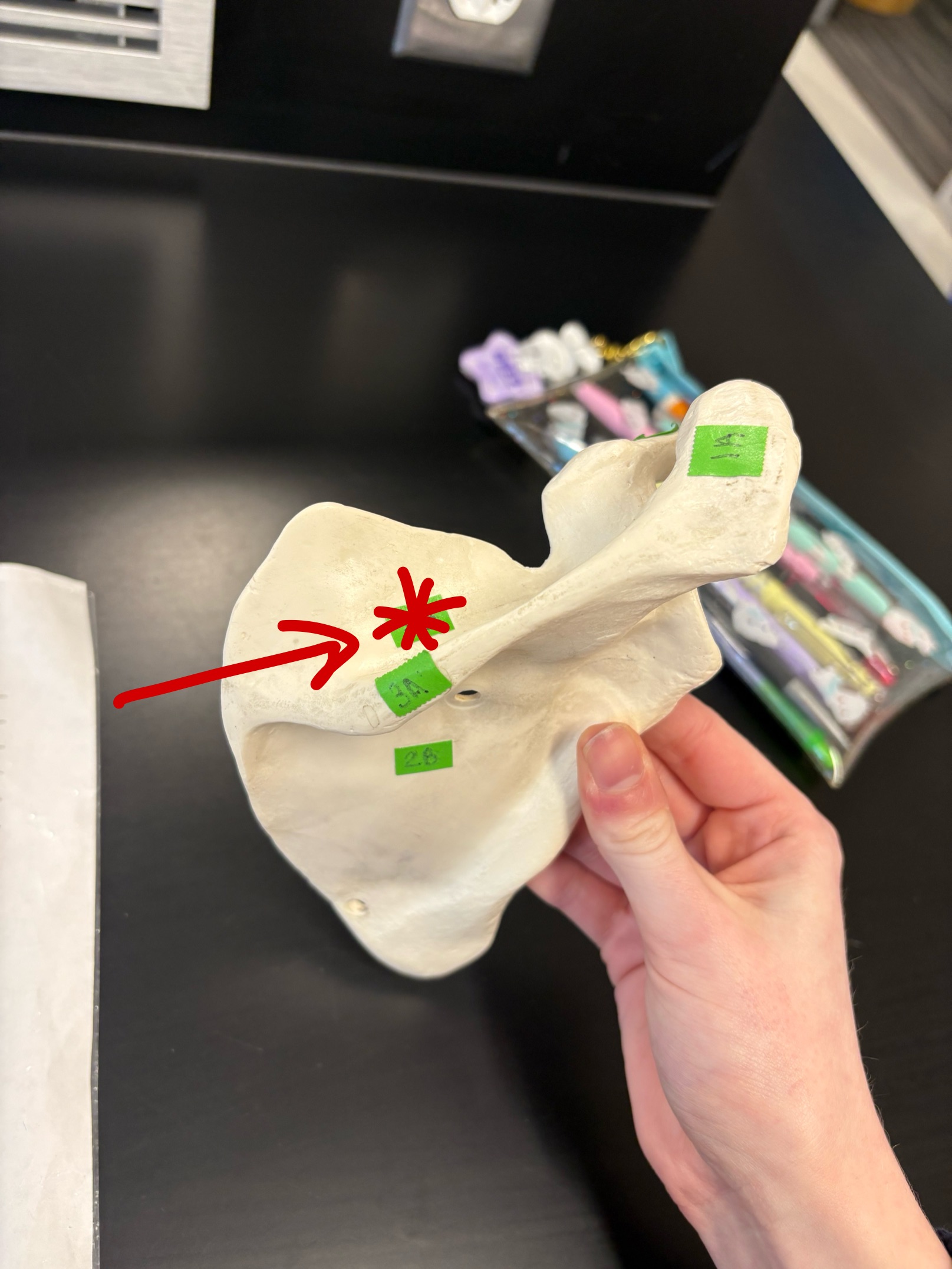 <p>Name this structure</p>