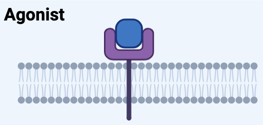 <p>Definition of Agonist</p>