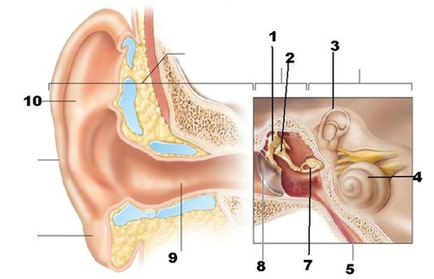 <p>(4)<br>hearing</p>