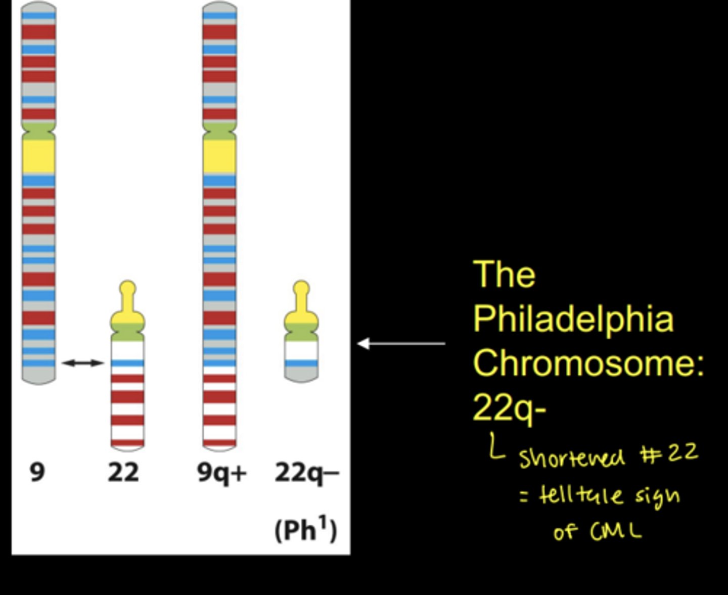 <p>chromosomal segments exchanged between nonhomologous chromosomes</p><p>- ex) exchange between 9 and 22 forms CML, chronic myelongenous leukemia</p>