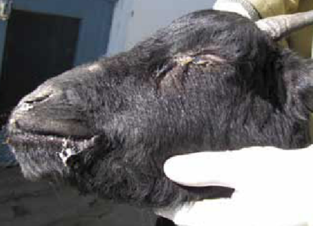 <p>a viral cause of diarrhea in sheep and goats</p><p>virus is related to rinderpest, and found in africa, india and middle east</p>