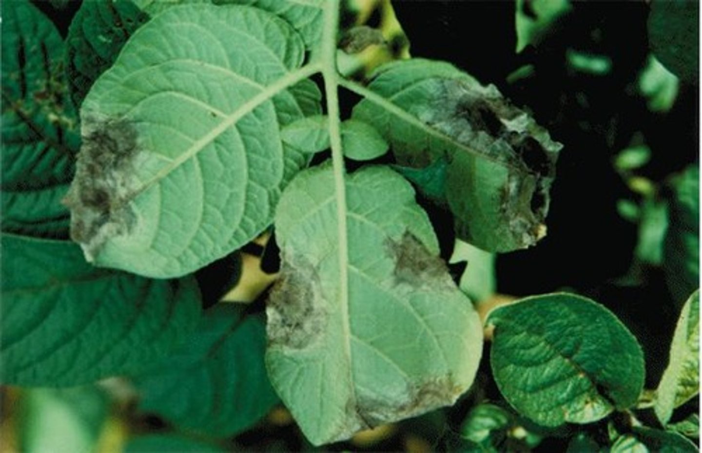 <p>Causes Late Potato Blight, linked to Irish Famine.</p>