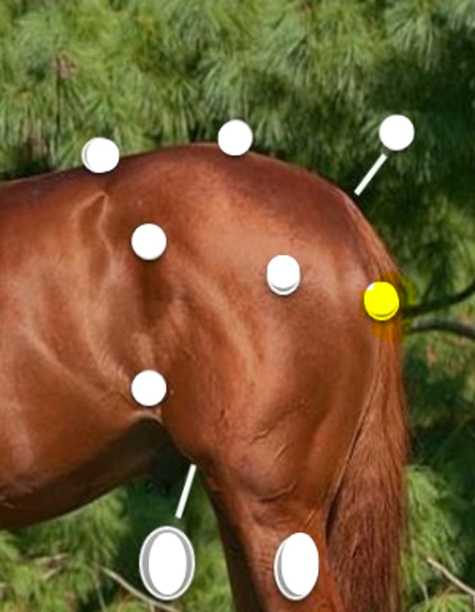 <p>What is body part is indicated on the image</p>