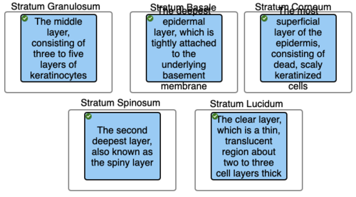 <p>Stratum granulosum</p>