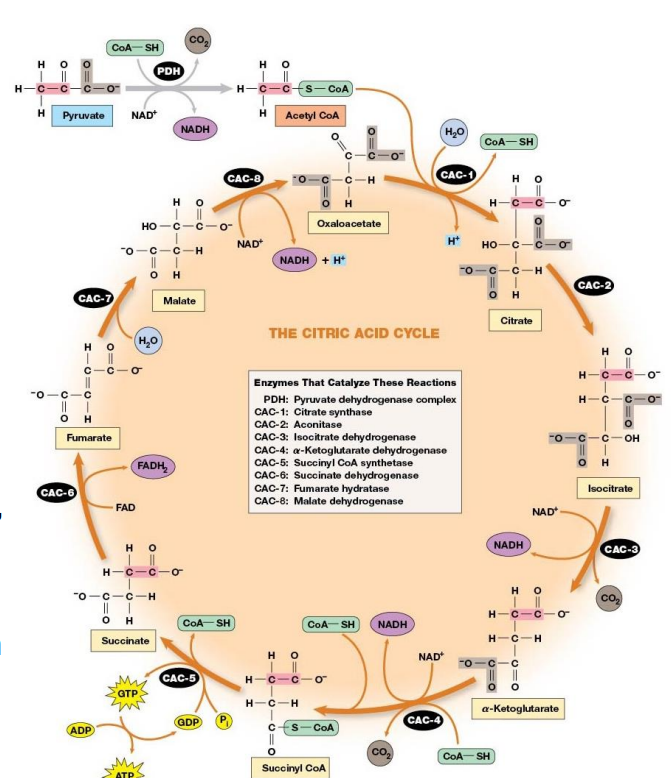 <ul><li><p>Start with 3 carbon compound.</p><ul><li><p>Cleave off one CO<sub>2</sub> in bridging reaction</p></li><li><p>Add other 2 to 4 C compound to make their cleavage easier</p></li></ul></li><li><p>2 decarboxylations</p></li><li><p>3 NADH produced, 1 FADH2, and 1 GTP</p></li><li><p>CoA is coenzyme and co-substrate in bridging reaction and in cycle.</p></li></ul><p><strong>WATCH SOME VIDEOS TO EXPLAIN</strong></p><p></p>