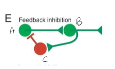 <p>The output of a higher-order level of a circuit is needed to shut down the input activity to that circuit (E). A excites B then B can either excite another neuron or send inhibitory signal to A shutting down activity. Can do both send signal forward and send inhibitory signal to A</p>