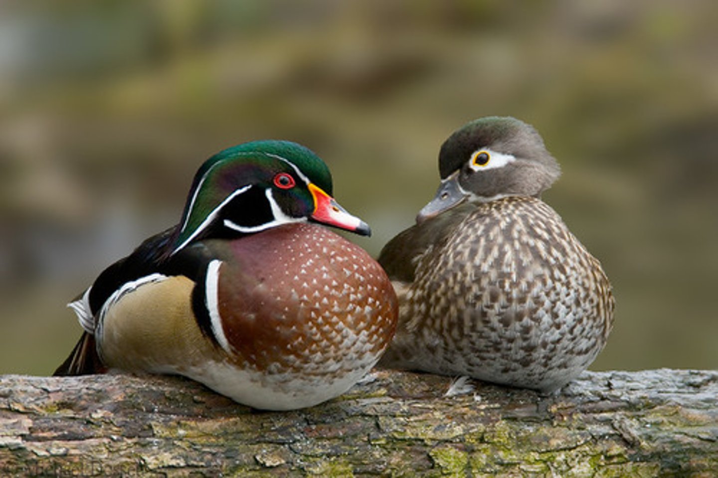 <p>Wood Duck</p>