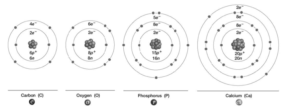 Which of these atoms would become inert if it accepted three electrons?
A) Carbon B) Hydrogen C) Phosphorus D) Calcium E) All of the above
