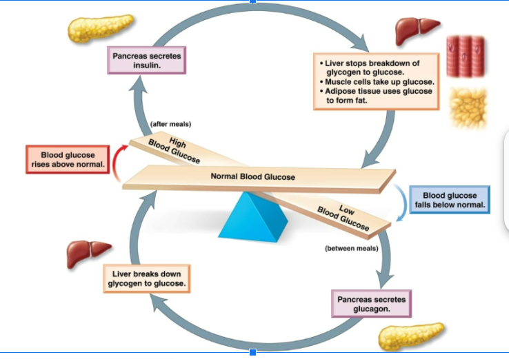 <p>Increased blood level of the hormone inhibits its further release. Alternatively, some endocrine glands are sensitive to the particular condition they regulate rather than the level of hormone they produce. Ex: pancreas stops secreting insulin when levels of blood glucose decline</p>