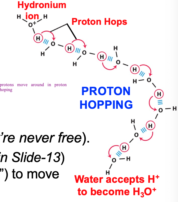 in liquid H2O protons hop