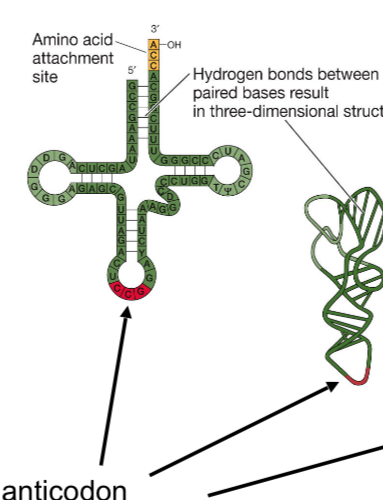 <p>Bottom of the tRNA</p>