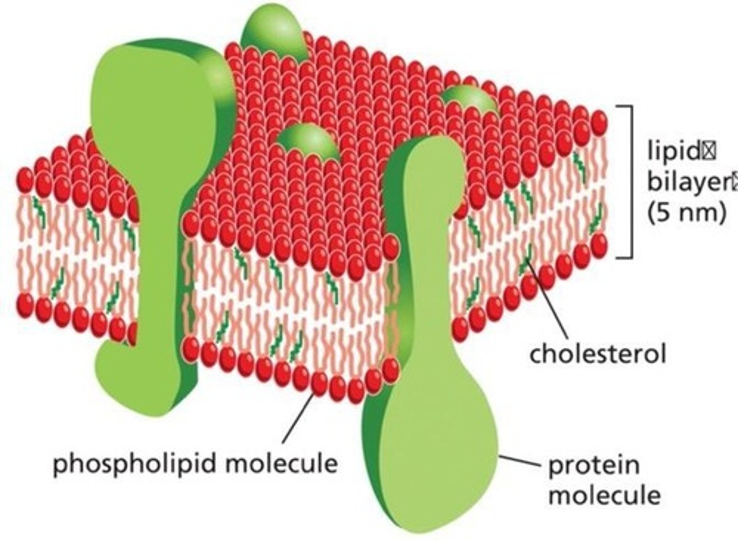 <p>One of the major functions of lysosomes is to digest cellular waste. The lysosome is a membrane bound sac containing an acidic environment. The lysosome contains enzymes that digest large molecules, via hydrolysis. Lysosomes digest molecules that are no longer needed, as well as damaged organelles (autophagy). </p>