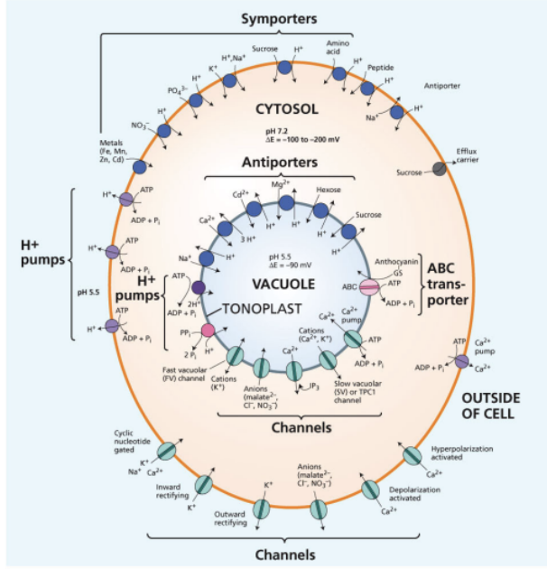 <p>Overview of the various transport processes on the plasma membrane and tonoplast</p><ul><li><p>aquaporins</p></li><li><p>cation transporters (2)</p></li><li><p>what compound is common for needing transporter in plants</p></li></ul><p></p>