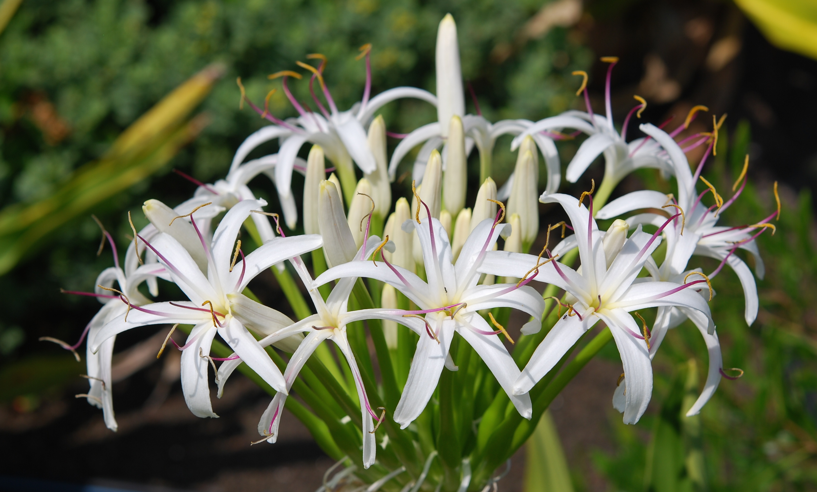 <p>What are the identifying features of the Amaryllidaceae family?</p>