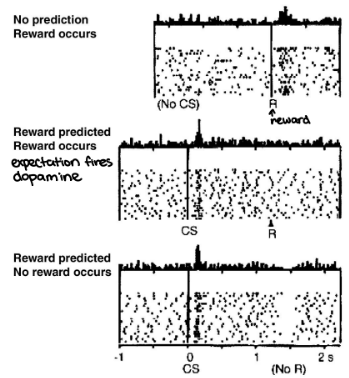 <p>baseline: DA responds to only US</p><p>late training: DA responds to CS but not US </p><p>extinction: DA responds to CS and inhibited when the expected US stops </p>