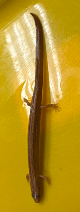 <p>Family: Plethodontidae</p><ul><li><p><span style="background-color: transparent;"><span>Many lines</span></span></p></li><li><p><span style="background-color: transparent;"><span>Yellow-brown</span></span></p></li><li><p><span style="background-color: transparent;"><span>Light and dark longitudinal streaks/lines on lower sides</span></span></p></li><li><p><span style="background-color: transparent;"><span>Scattered brown flecks on the belly</span></span></p></li><li><p><span style="background-color: transparent;"><span>Tail relatively short, keeled, laterally compressed</span></span></p></li><li><p><span style="background-color: transparent;"><span>Highly aquatic eggs laid in winter, 1-2 larval yrs </span></span></p></li><li><p><span style="background-color: transparent;"><span>Coastal plains</span></span></p></li></ul><p></p>