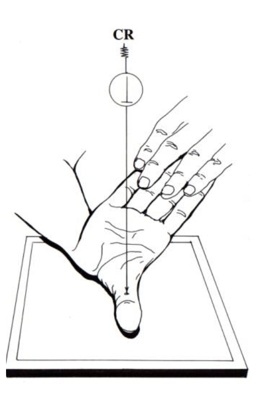 <p>Roberts projection</p><ul><li><p>hand  15° medially/towards thumb&nbsp;</p></li></ul><p></p>
