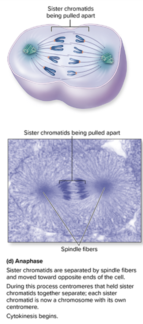 <p>Anaphase </p>