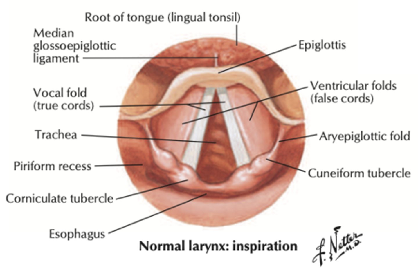 <p>- aka false vocal folds</p><p>- area next to true VF</p><p>- adduct for swallowing, grunting, and coughing</p><p>- NO ROLE IN PHONATION</p>
