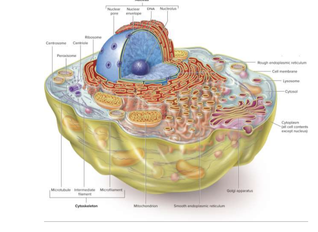 <p>Evolved from Prokaryotes</p><p>Larger and more complex, with organelles</p>