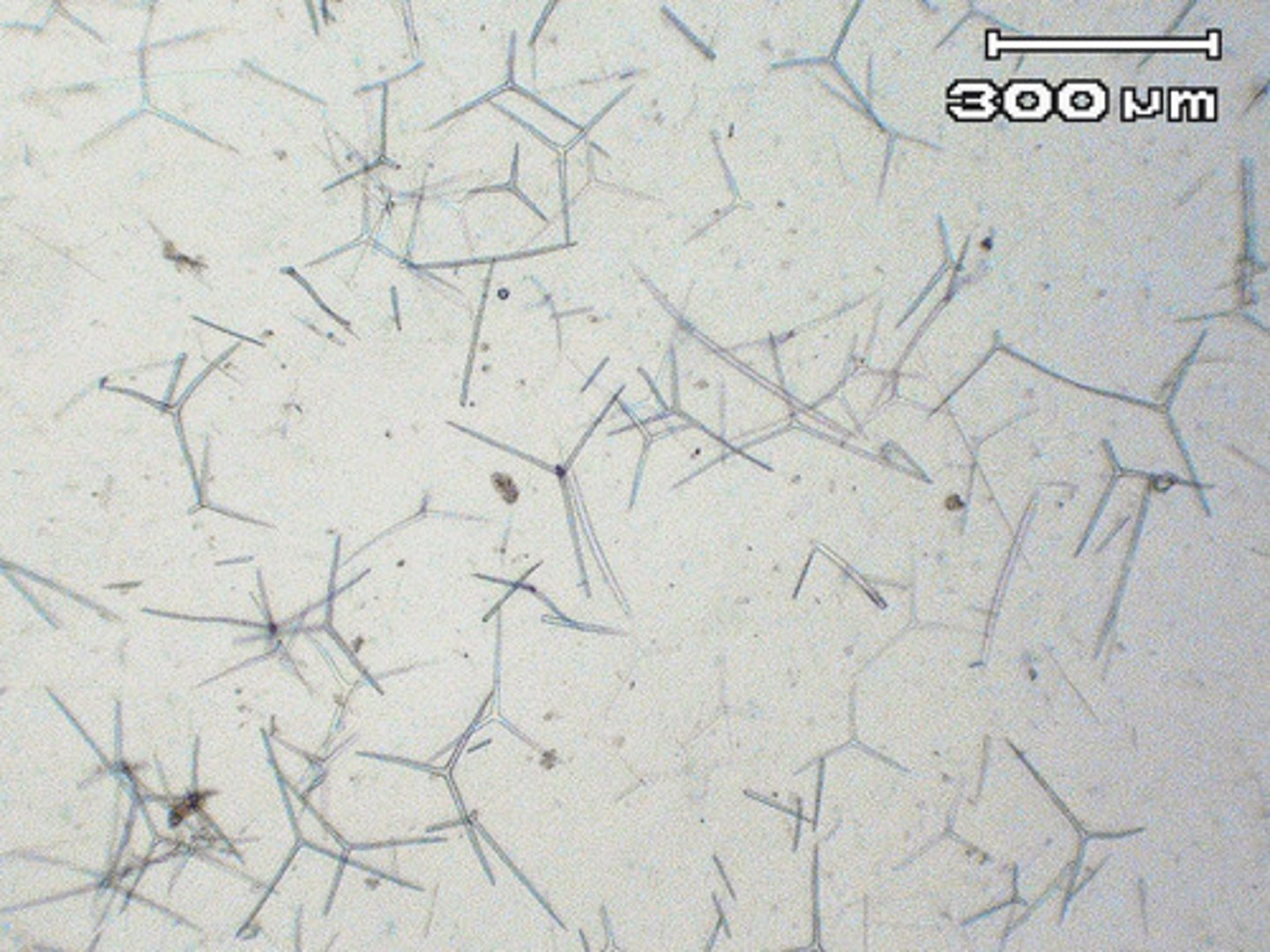 <p>Sharp, calcium carbonate structure in the mesohyl which form the skeletalfibers of the sponge (CaCO₃)</p>
